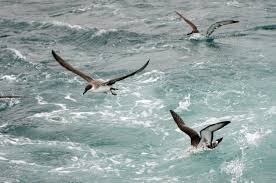 Image result for Puffinus gravis