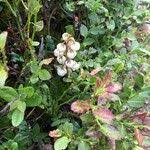 Attēlu rezultāti vaicājumam “Pyrola media”