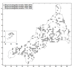Attēlu rezultāti vaicājumam “Rhynchostegiella tenella macro”