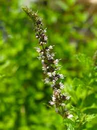 Attēlu rezultāti vaicājumam “Mentha spicata flower”