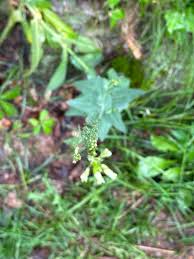 Attēlu rezultāti vaicājumam “Arabis glabra flower”
