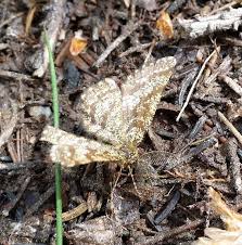 Attēlu rezultāti vaicājumam “Ematurga atomaria male”