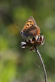 Attēlu rezultāti vaicājumam “Lycaena phlaeas female”