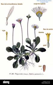 Attēlu rezultāti vaicājumam “Bellis perennis”