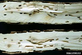 Attēlu rezultāti vaicājumam “Callidium violaceum”