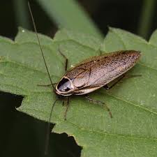 Attēlu rezultāti vaicājumam “Ectobius sylvestris nymph”