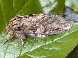 Attēlu rezultāti vaicājumam “Peridea anceps”