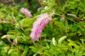 Attēlu rezultāti vaicājumam “Sanguisorba officinalis flower”