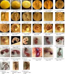 Attēlu rezultāti vaicājumam “Anas platyrhynchos eggs”