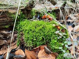 Attēlu rezultāti vaicājumam “Odontoschisma sphagni”