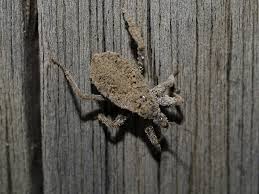 Attēlu rezultāti vaicājumam “Reduvius personatus”