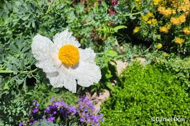 Image result for Romneya coulteri