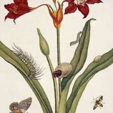 Attēlu rezultāti vaicājumam “Pedicularis sceptrum-carolinum leaf”