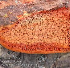 Attēlu rezultāti vaicājumam “Pycnoporus cinnabarinus”