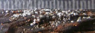 Attēlu rezultāti vaicājumam “Lasiosphaeria ovina spores”