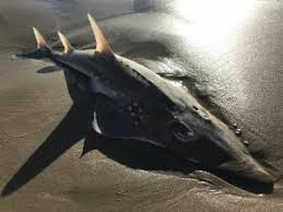 Image result for Rhynchobatus australiae