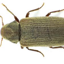 Attēlu rezultāti vaicājumam “Anobium pertinax”