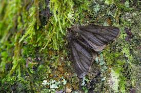 Attēlu rezultāti vaicājumam “Phigalia pilosaria”