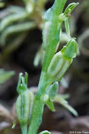 Attēlu rezultāti vaicājumam “Hammarbya paludosa leaf”