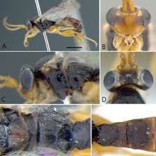 Attēlu rezultāti vaicājumam “Lasioptera rubi larva”