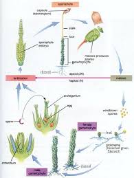 Attēlu rezultāti vaicājumam “sporophyte”