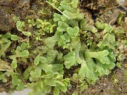 Attēlu rezultāti vaicājumam “Riccia rhenana”