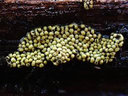 Attēlu rezultāti vaicājumam “Physarum contextum”