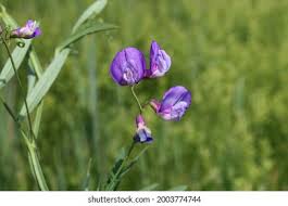 Attēlu rezultāti vaicājumam “Lathyrus palustris flower”