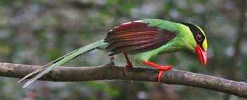 Attēlu rezultāti vaicājumam “Corvidae”