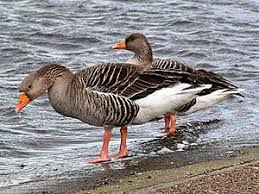 Attēlu rezultāti vaicājumam “Anser serrirostris”