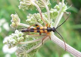 Attēlu rezultāti vaicājumam “Strangalia attenuata”