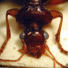 Attēlu rezultāti vaicājumam “Leistus ferrugineus”