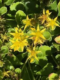 Attēlu rezultāti vaicājumam “Sedum aizoon flower”