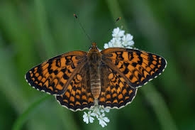 Attēlu rezultāti vaicājumam “Melitaea phoebe”