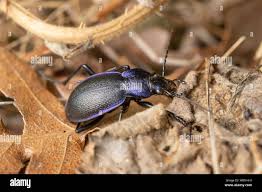 Attēlu rezultāti vaicājumam “Carabus violaceus”