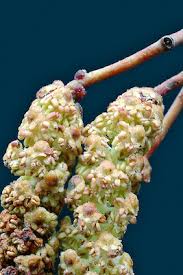 Attēlu rezultāti vaicājumam “Alnus glutinosa flower”