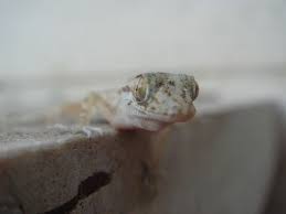 Attēlu rezultāti vaicājumam “Sauria”