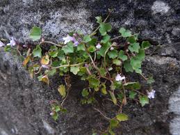 Attēlu rezultāti vaicājumam “Saxifraga cymbalaria flower”