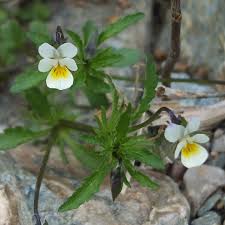 Attēlu rezultāti vaicājumam “Viola arvensis”
