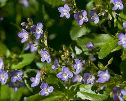 Attēlu rezultāti vaicājumam “Veronica beccabunga leaf”