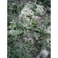 Attēlu rezultāti vaicājumam “Galium boreale leaf”
