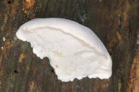 Attēlu rezultāti vaicājumam “Postia stiptica”