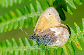 Attēlu rezultāti vaicājumam “Coenonympha pamphilus underside”