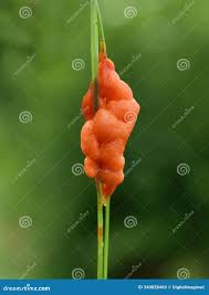 Attēlu rezultāti vaicājumam “Lignydium muscorum”