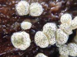 Attēlu rezultāti vaicājumam “Hypocrea gelatinosa”