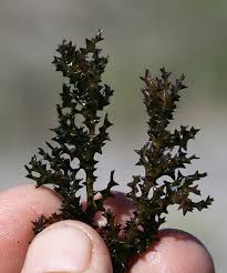 Attēlu rezultāti vaicājumam “Najas marina leaf”