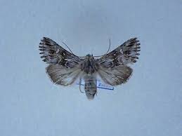 Attēlu rezultāti vaicājumam “Calophasia lunula”