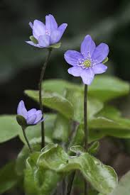 Attēlu rezultāti vaicājumam “Hepatica nobilis flower”