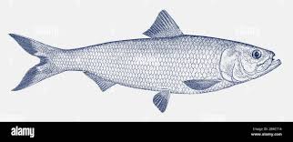 Image result for Alosa chrysochloris