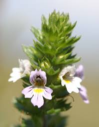 Image result for Euphrasia stricta